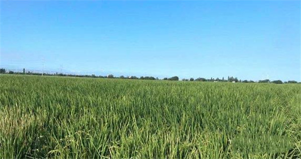 1591089789127425.jpg 6.jpg