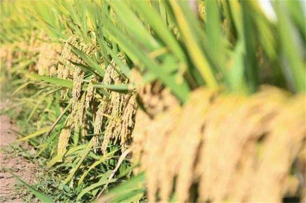 1596014843106572.jpg 6.jpg